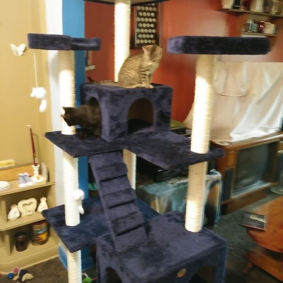 Meet your Posher, Khalid - Picture 1 of 1